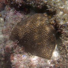 Anomastraea irregularis
