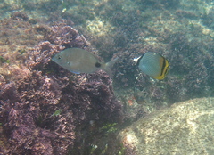 Diplodus capensis
