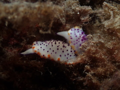 Mexichromis