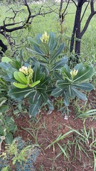 Himatanthus obovatus