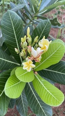 Himatanthus obovatus