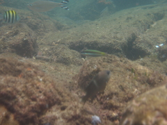 Thalassoma genivittatum