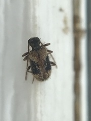 Ptinus texanus