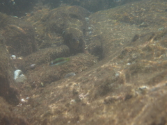 Thalassoma genivittatum