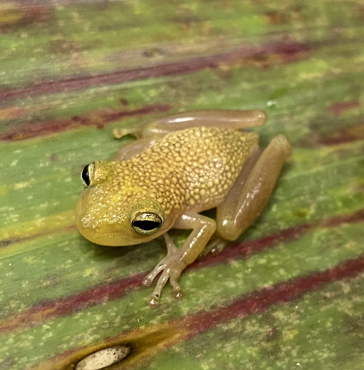 Estadual de Forno Grande Snouted Tree Frog