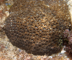 Anomastraea irregularis