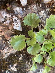 Telesonix heucheriformis