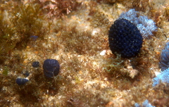 Eudistoma caeruleum