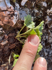 Telesonix heucheriformis