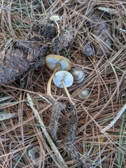 Strobilurus esculentus