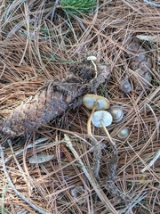 Strobilurus esculentus