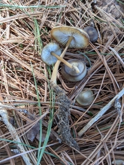 Strobilurus esculentus