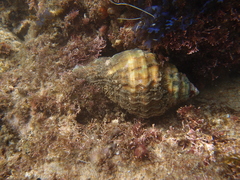 Cymatiidae