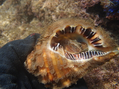 Cymatiidae