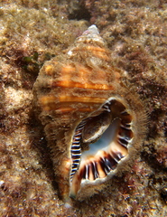 Cymatiidae