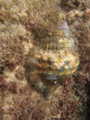 Cymatiidae