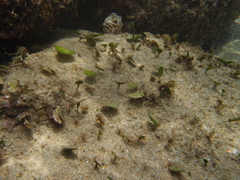 Udotea orientalis