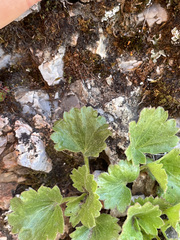 Telesonix heucheriformis