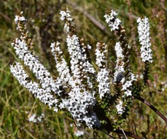 Epacris gunnii
