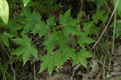 Acer laetum