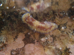 Goniobranchus cavae