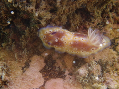 Goniobranchus cavae