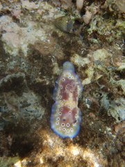 Goniobranchus cavae
