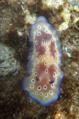 Goniobranchus cavae