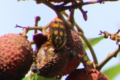 Pachnoda fissipunctum