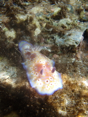 Goniobranchus cavae