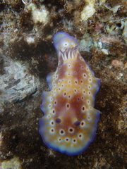 Goniobranchus cavae