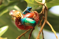 Chlorocala africana subsuturalis