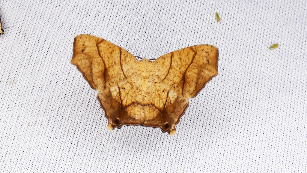 Urepione quadrilineata