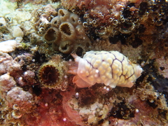 Goniobranchus conchyliatus