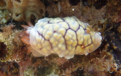 Goniobranchus conchyliatus