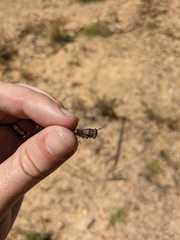 Popplepsalta notialis