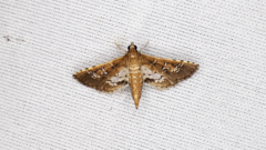 Crocidocnemis pellucidalis