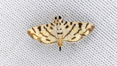 Dichocrocis sabatalis
