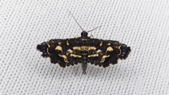 Eurrhyparodes splendens