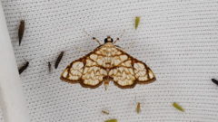 Hileithia obliqualis