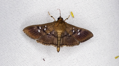 Microthyris alvinalis