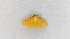 Phaedropsis