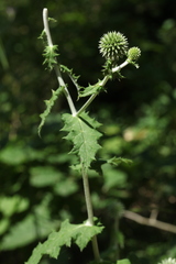 Echinops ossicus