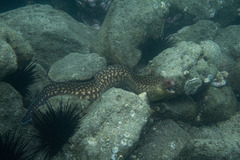 Gymnothorax cribroris