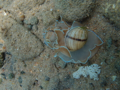 Hydatina zonata