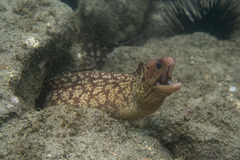 Gymnothorax cribroris