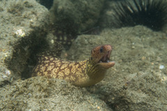 Gymnothorax cribroris