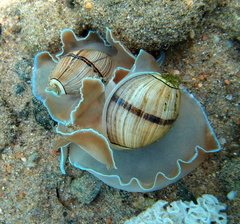 Hydatina zonata