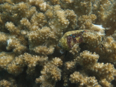 Dardanus guttatus