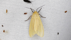 Pareuchaetes misantlensis